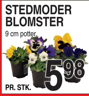 ABC Lavpris Stedmoder blomster tilbud