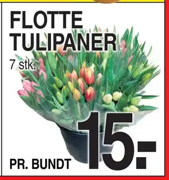 ABC Lavpris Flotte tulipaner tilbud