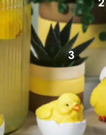 Bilka Mini sukkulent i skjuler tilbud