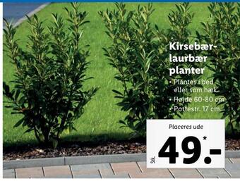 Lidl Kirsebærlaurbær planter tilbud