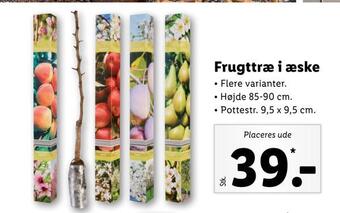 Lidl Frugttræ i æske tilbud