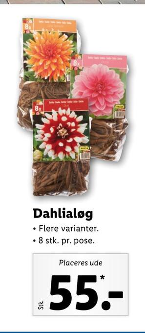 Lidl Dahlialøg tilbud
