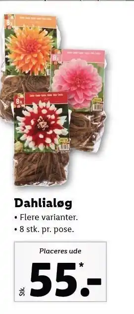 Lidl Dahlialøg tilbud