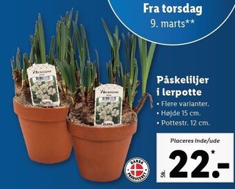 Lidl Påskeliljer i lerpotte tilbud