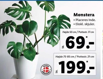 Lidl Monstera tilbud