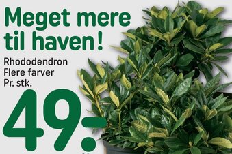 REMA 1000 Rhododendron Flere Farver tilbud