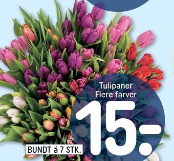 REMA 1000 Tulipaner tilbud