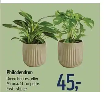 Føtex Philodendron tilbud