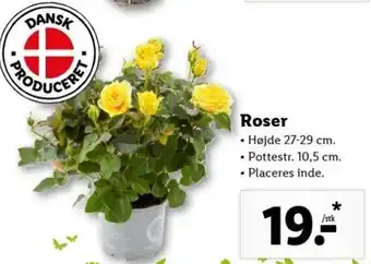 Lidl Roser Hojde 27-29 cm tilbud