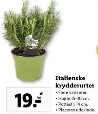 Lidl Italienske Krydderurter Hojde 15-30 cm. tilbud