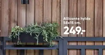Allicante hylde