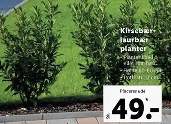 Lidl Kirsebær laurbærplanter tilbud