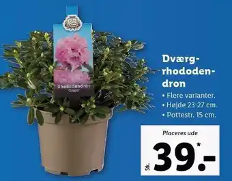 Lidl Dværge rhododendron tilbud