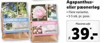 Lidl Agapanthus el. pæonerløg tilbud