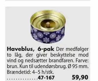 Haveblus, 6-pak