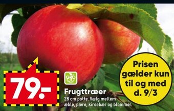 Frugttræer