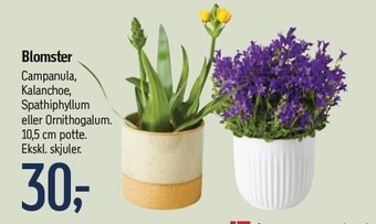 Føtex Blomster tilbud