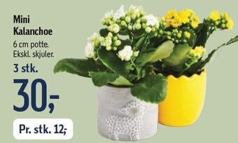 Føtex Mini kalanchoe tilbud