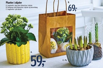 Føtex Planter i skjuler tilbud