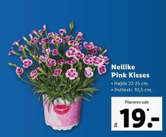 Lidl Nellike pink kisses tilbud
