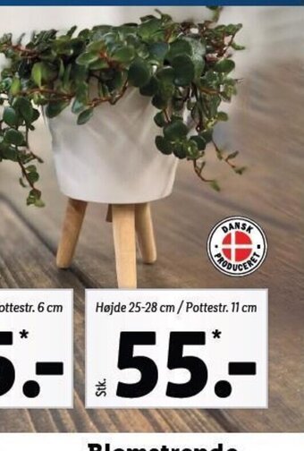 Lidl Grøn Plante i keramik tilbud