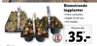 Lidl Blomstrende logplanter tilbud