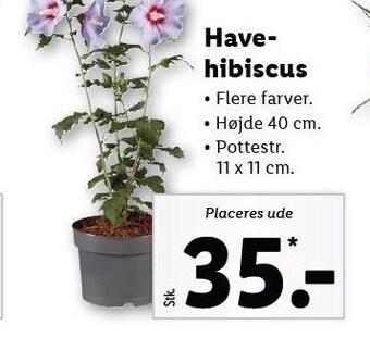 Lidl Havehibiscus tilbud