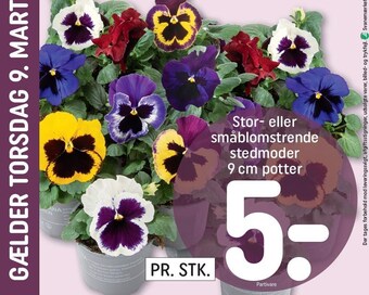 REMA 1000 Stor- eller småblomstrende stedmoder 9 cm potter tilbud