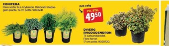jem & fix Conifera tilbud
