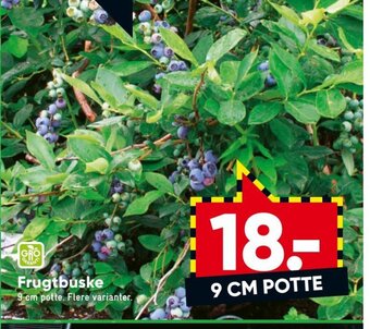 Bilka Frugtbuske tilbud