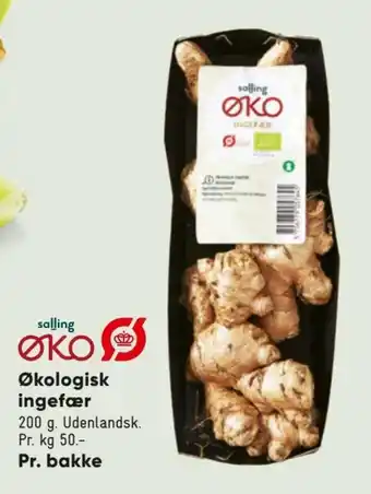 Økologisk Ingefær