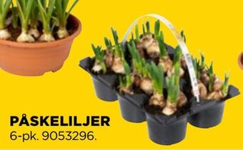 jem & fix Påskeliljer tilbud