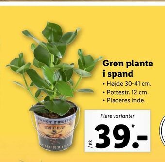 Grøn plante i spand