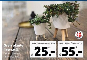 Lidl Grøn Plante i Keramik tilbud