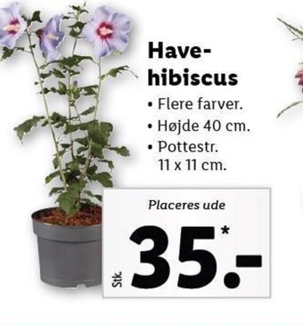 Lidl Havehibiscus tilbud