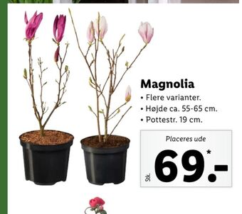 Ukendt planter