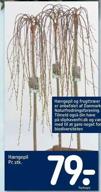 Hængepil