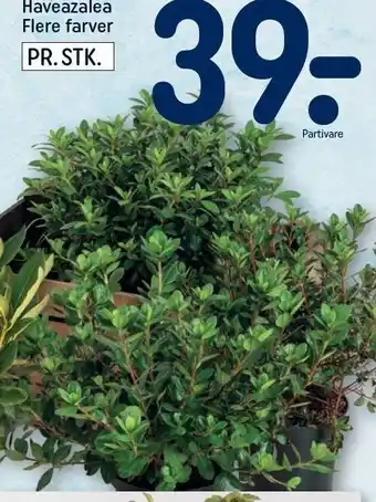 REMA 1000 Haveazalea tilbud