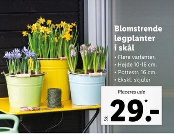 Lidl Blomstrende Løgplanter i Skål tilbud