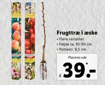 Lidl Frugttræ i æske tilbud