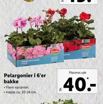 Pelargonier i 6'er bakke