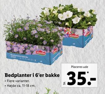 Bedplanter i 6'er bakke