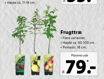 Lidl Frugttræ tilbud