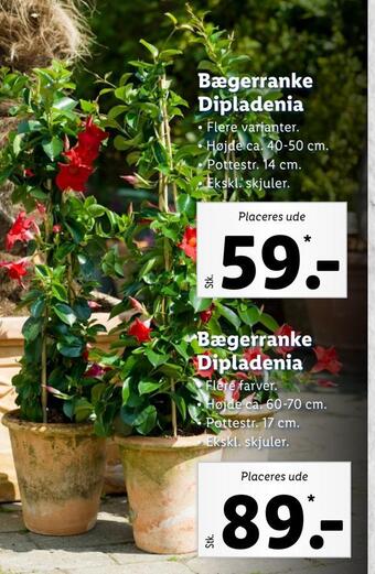 Lidl Bægerranke dipladenia tilbud