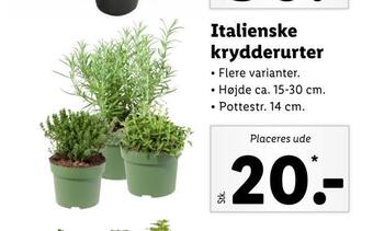 Italienske krydderurter
