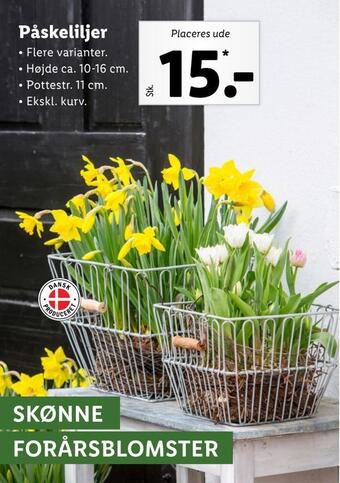 Lidl Påskeliljer tilbud