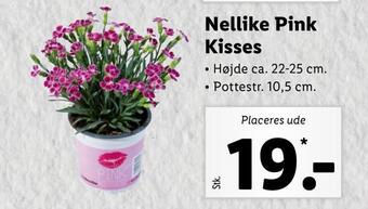 Lidl Nellike pink kisses tilbud