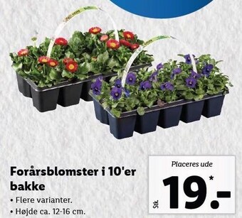 Forårsblomster i 10'er bakke