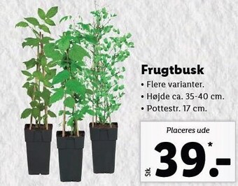 Frugtbusk