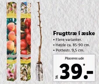 Lidl Frugttræ i æske tilbud
